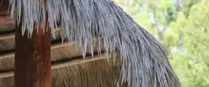 Thatched Roof