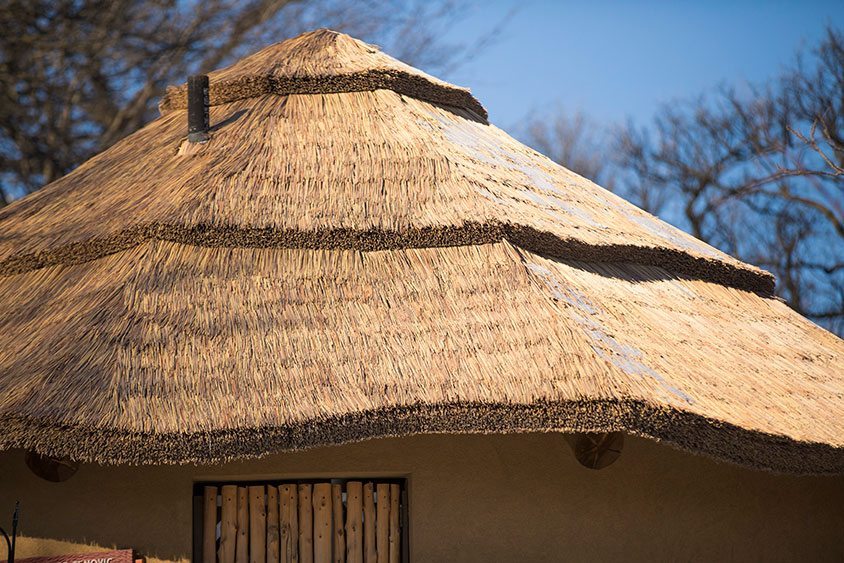 Capetown-gallery-02-African Yellow Thatching Grass