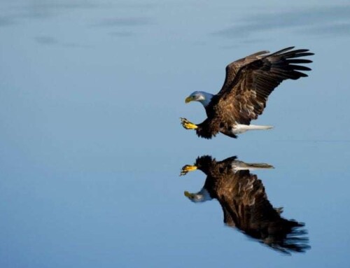 Flame Retardants Like Those On Natural Thatch Metabolized By Bald Eagles