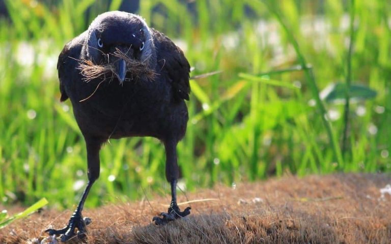 Thatched-roof-jackdaw