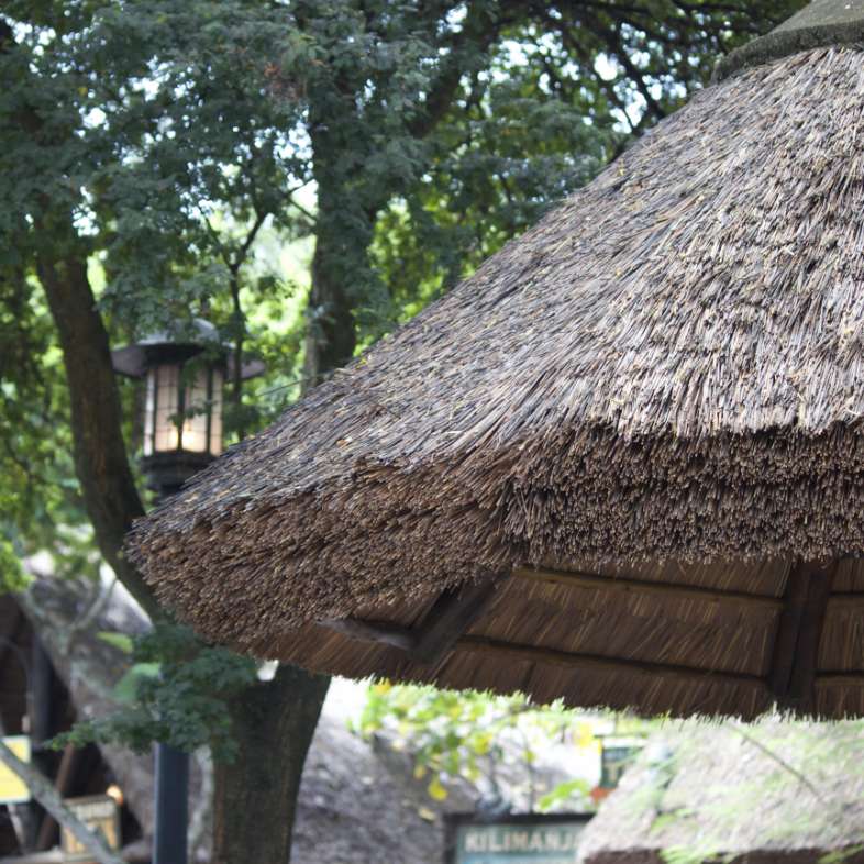 Thatched Roof Building