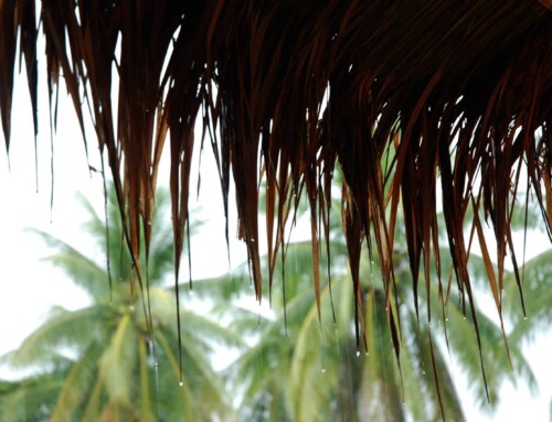 Synthetic Thatch Testing: Why It Matters