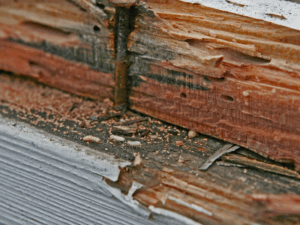 Close-up of roofing damage from termite infestation.