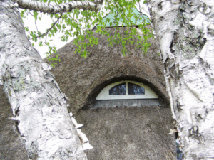 Photo of an aging, graying natural thatch roof.