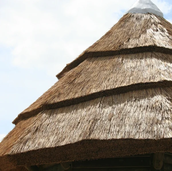 Secondary Structue Reed Performance Reed (Coarse) | Commercial Reed Thatch Roofing