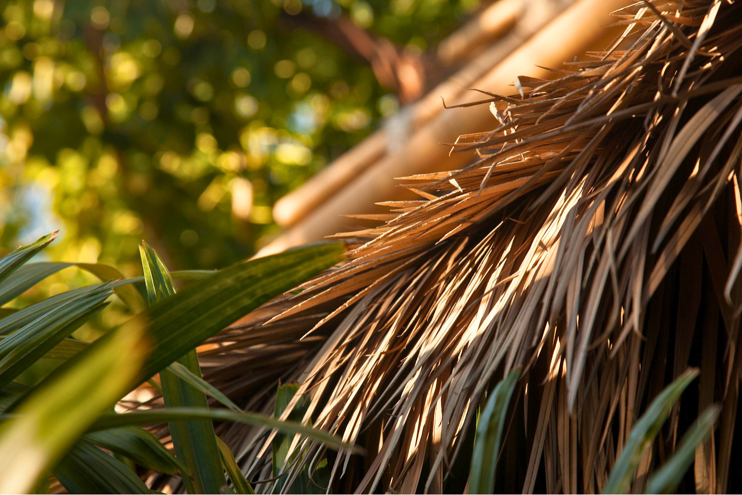 Golden hour texture macro of Endureed Premium Dominica engineered thatch &mdash; warm sunlight filtering through layered palm frond panels showing natural fiber realism and depth
