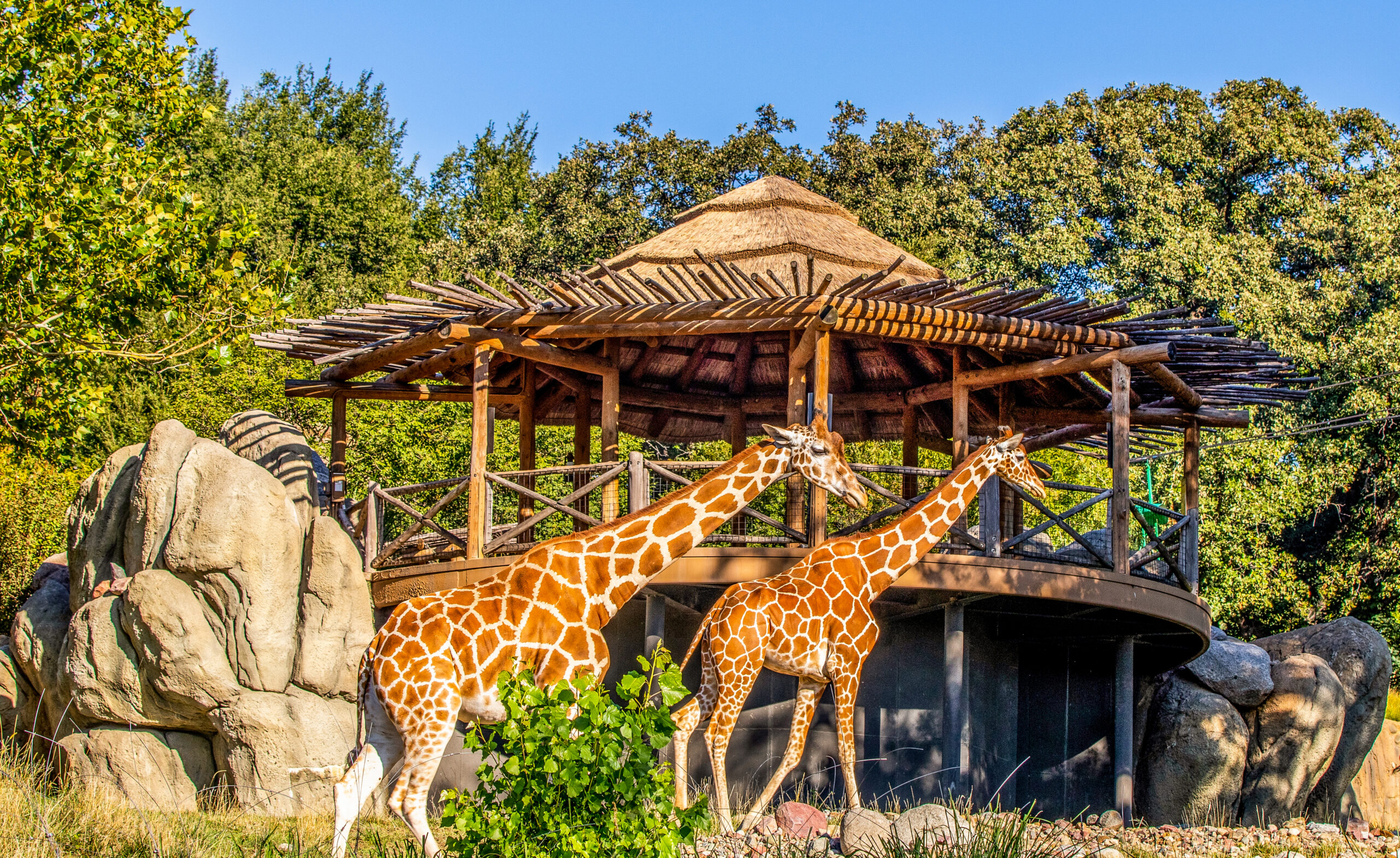 Omaha Zoo outdoor exhibit with Endureed Premium Capetown synthetic thatch roof surrounded by summer foliage and visitors