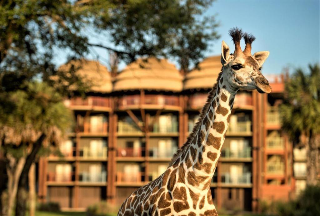 Animal Kingdom Lodge Giraffe with Capetown Thatch In the Background
