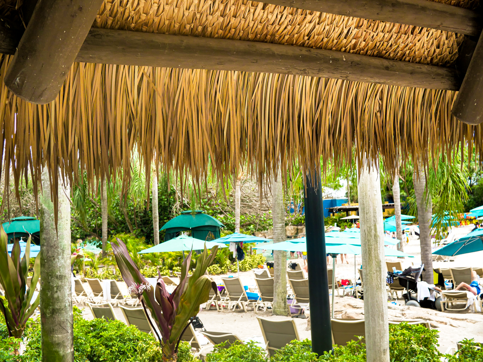 Discovery Cove Seaworld Palm Fronds Bespoke Blend Water Park Blend