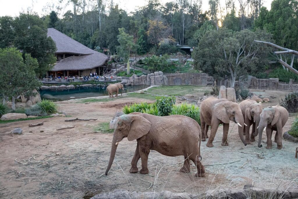 Elephants in San Diego Zoo Mkutano House Safari Park